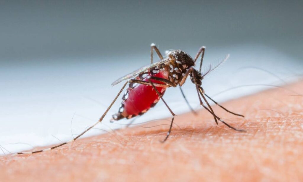 PCR para Dengue, Zika e Chikungunya: A solução para as arboviroses predominantes no Brasil – por Rafaela Santos